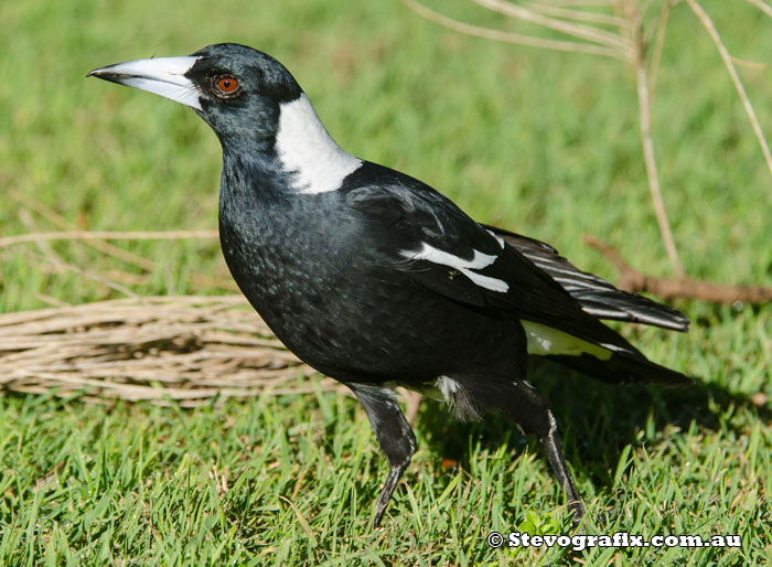 Australian Magpie - Gymnorhina tibicen - Stevografix