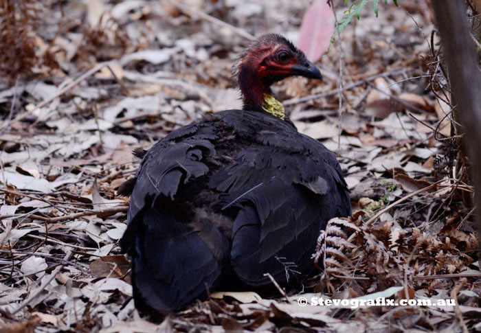 Bush Turkey Female