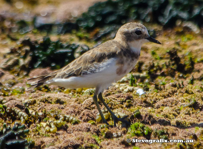 Double-banded Plover