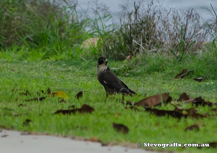 Peregrine Falcon