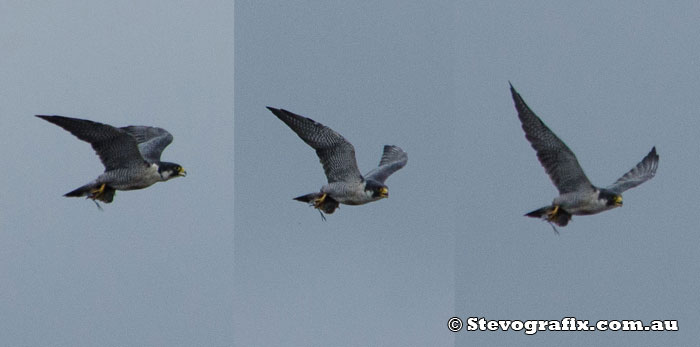 Peregrine Falcon